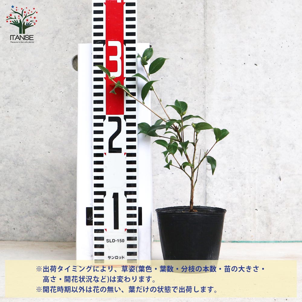 【送料無料】椿 ( つばき ) の苗木 品種：菊花茶 ( きっかちゃ ) 庭木 3号ポット C...