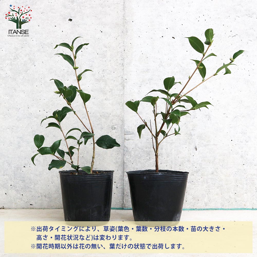 【送料無料】椿 ( つばき ) の苗木 品種：菊花茶 ( きっかちゃ ) 庭木 3号ポット C...