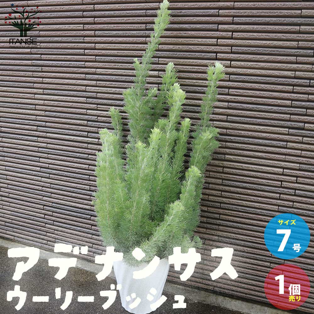 【送料無料】アデナンサス・ウーリーブッシュ 【庭木 7号ポット／1個売り】Adenanthos Albany Woolly bush ヤマモガシ オージープランツ ネイティブフラワー フラワーアレンジメントのサムネイル