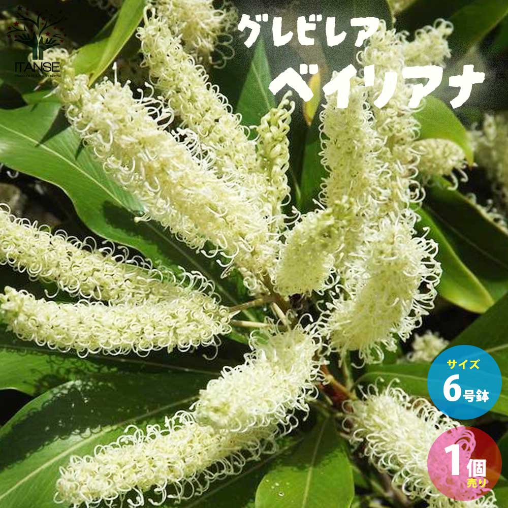【送料無料】グレビレア・ベイリアナ 花木苗 【庭木 6号ポット／1個売り】グレヴィレア ベイリーアナ スパイダーフラワー 中低木 常緑 ドライリーフ 花苗 苗木 植木 シンボルツリー オージープランツのサムネイル