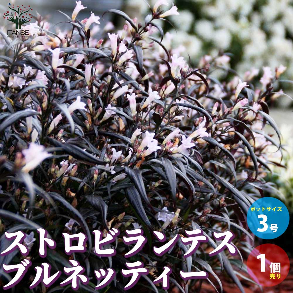 【送料無料】ストロビランテス ブルネッティー【庭木 3号ロングポット／1個売り】カラーリーフ 鑑賞 栽培 庭園菜園 ベランダ 庭 趣味 花壇 オシャレ ギフト プレゼント 贈り物 贈答 PVPのサムネイル