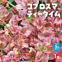 【P2倍★マラソン期間中】コプロスマ・ティータイム【庭木 5号ポット/1個売り】カラーリーフ coprosma アンティーク オージープランツ シンボルツリー ...
