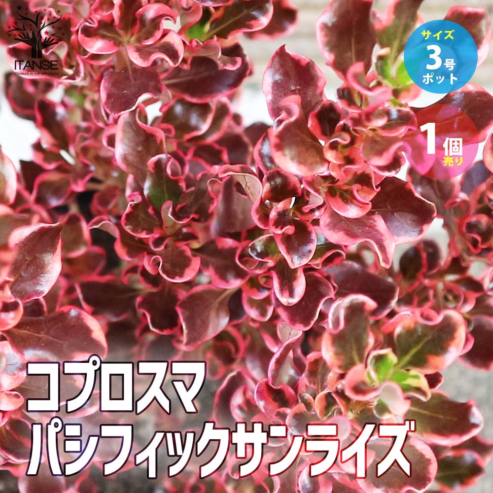 【送料無料】コプロスマ・パシフィックサンライズ【庭木 3号ポット／1個売り】カラーリーフ coprosma アンティーク オージープランツ シンボルツリー 鑑賞 栽培 ギフト プレゼント 贈り物のサムネイル