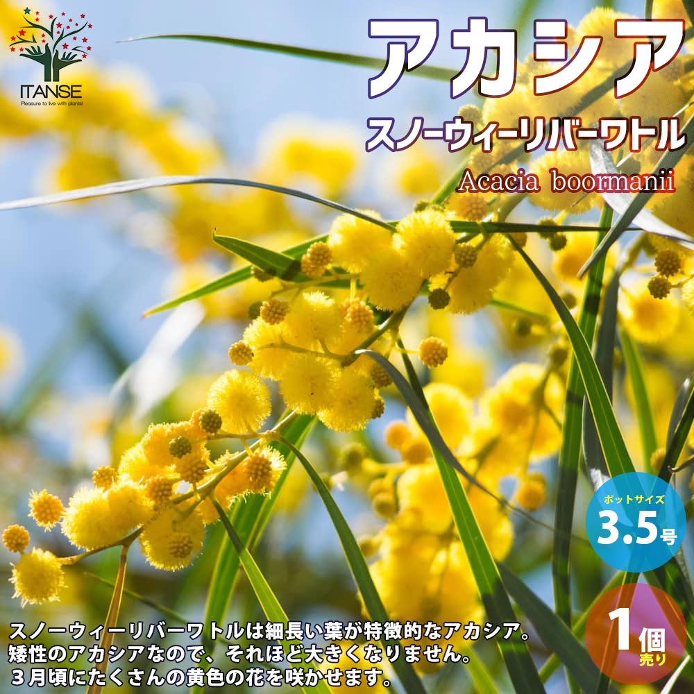 【送料無料】アカシア・スノーウィーリバーワトル【庭木 3.5号ポット／1個売り】ミモザ ブアマニー 矮性品種 四季咲き 花木 ガーデニング 鑑賞 栽培 庭園菜園 ギフト プレゼント 贈り物 贈答のサムネイル
