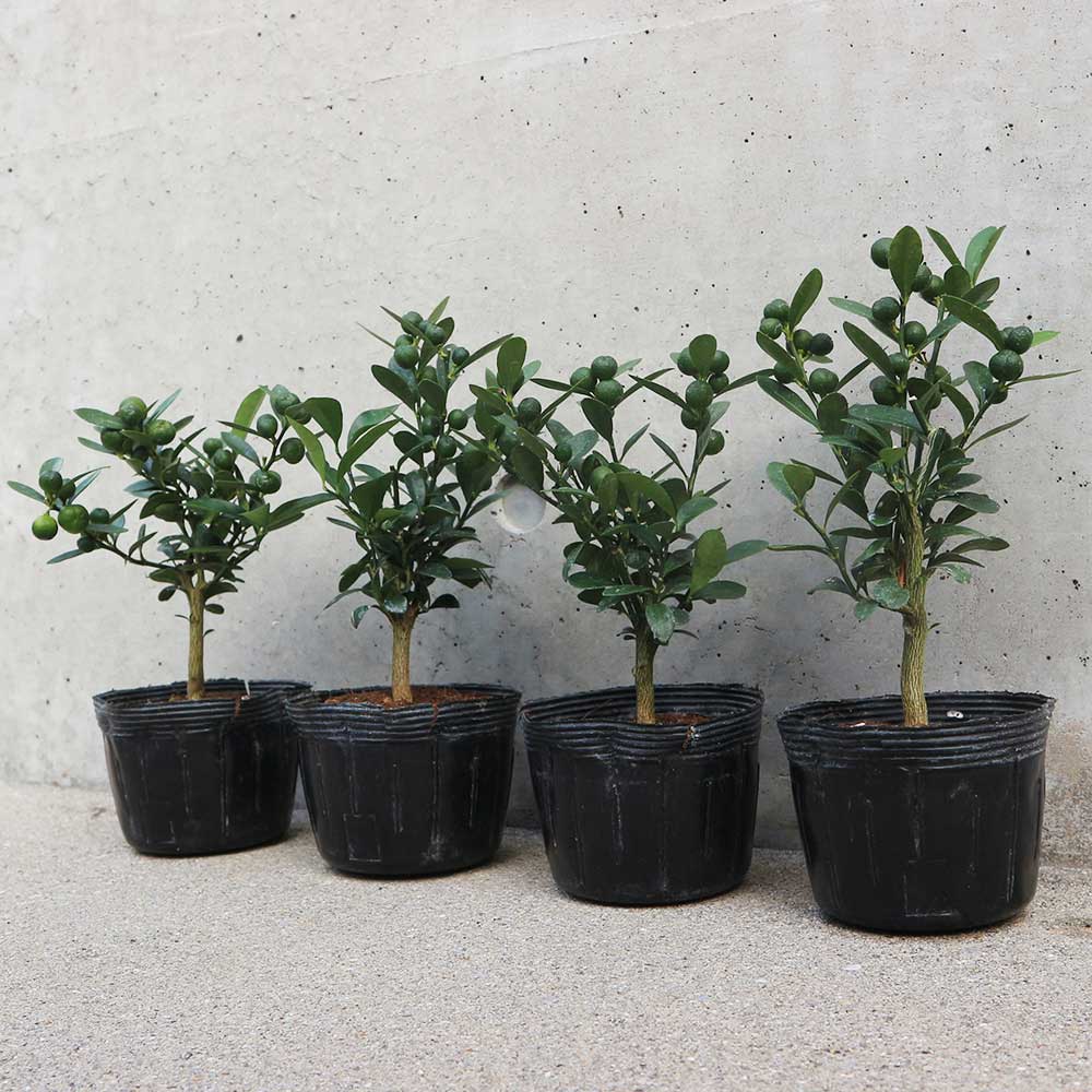 �ڥݥ����UP���ޥ饽����֡ۥ��� ( ��Ʀ ) ���� 3��ݥå� 1����� ��Ʀ�� ������ ��Ʀ���� ���󥺤��� ɱ���󥫥� ɱ�ⴻ Ʀ�ⴻ �ⴻ Ʀ���󥫥� �ޥᥭ�󥫥� �ҥᥭ�󥫥� Honk Kong kumquat wild kumquat ����̵�� ¨Ǽ