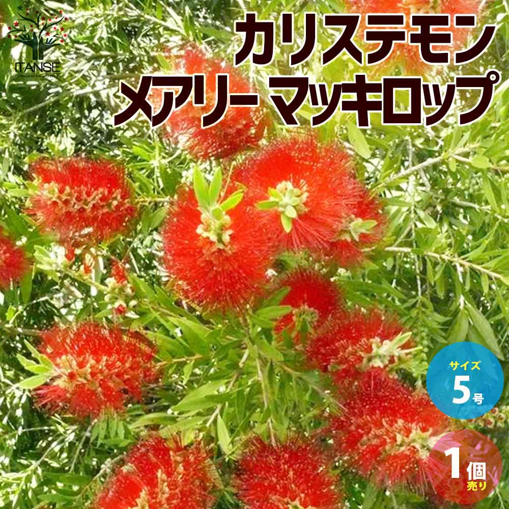 【送料無料】カリステモン(ブラシノキ) メアリー・マッキロップ 【庭木 5号鉢／1個売り】ブラシの木 ブラシノキ 金宝樹 キンポウジュ ボトルブラッシュ 花槇 ハナマキ 花苗のサムネイル