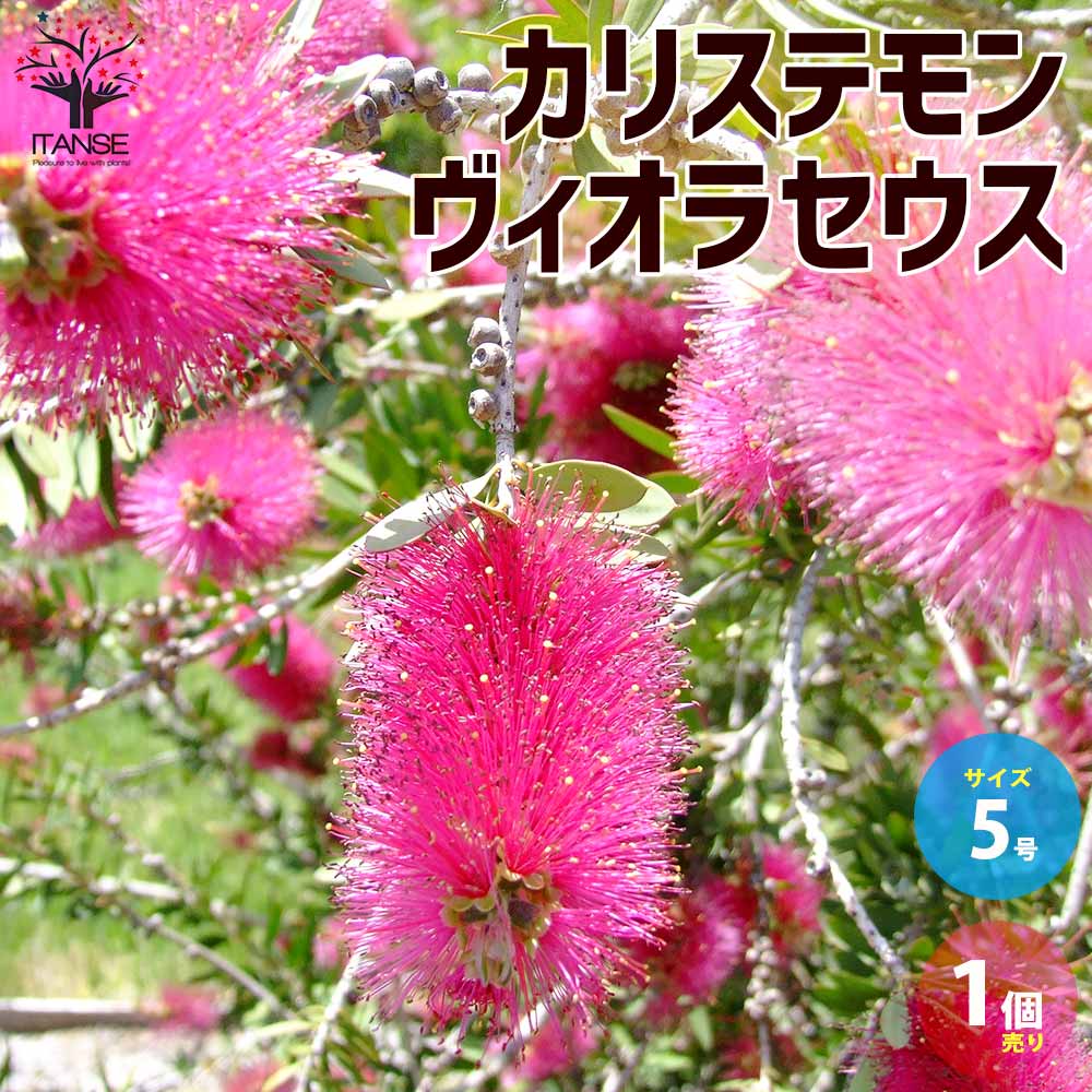 【送料無料】カリステモン(ブラシノキ) ヴィオラセウス（ビオラセウス) 【庭木 5号鉢／1個売り】ブラシの木 ブラシノキ 金宝樹 キンポウジュ ボトルブラッシュ 花槇 ハナマキ 花苗のサムネイル
