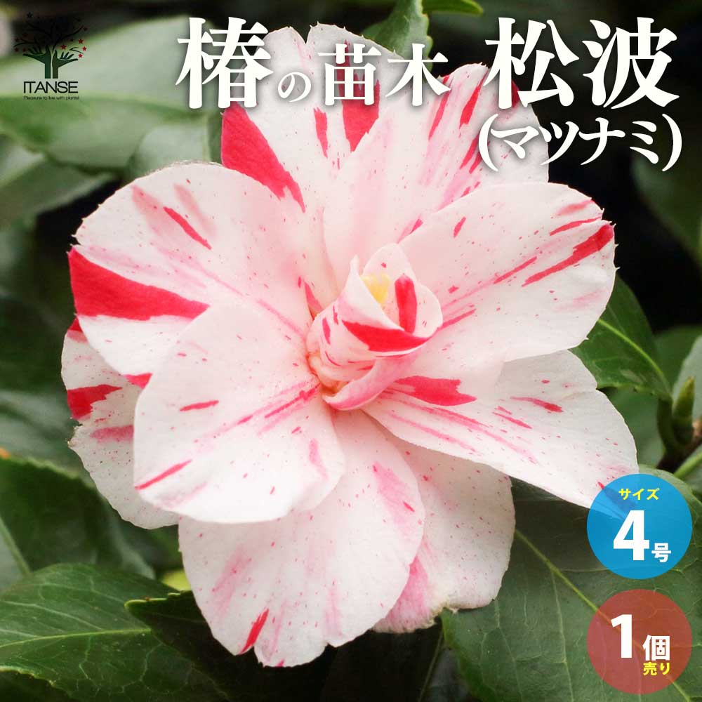 【送料無料】椿 ( ツバキ ) の苗木 品種:松波 ( マツナミ ) 庭木 4号ポット苗 1個売り ツバキ苗 ツバキの苗木 椿苗 椿の苗木 あつば木 艶葉木 ( つやばき ) 光沢木 ( つやき ) 花壇 日本庭園 送料無料 即納