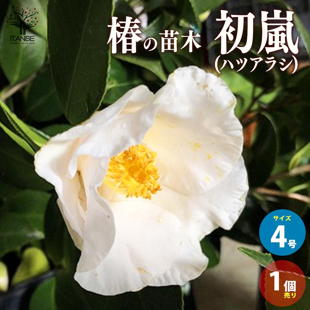 ������̵������ ( �ĥХ� ) ������ �ʼ�:���� ( �ϥĥ��饷 ) ���� 4��ݥå��� 1����� �ĥХ��� �ĥХ������� ���� �ؤ����� ����ܥ�ĥ꡼ ��...