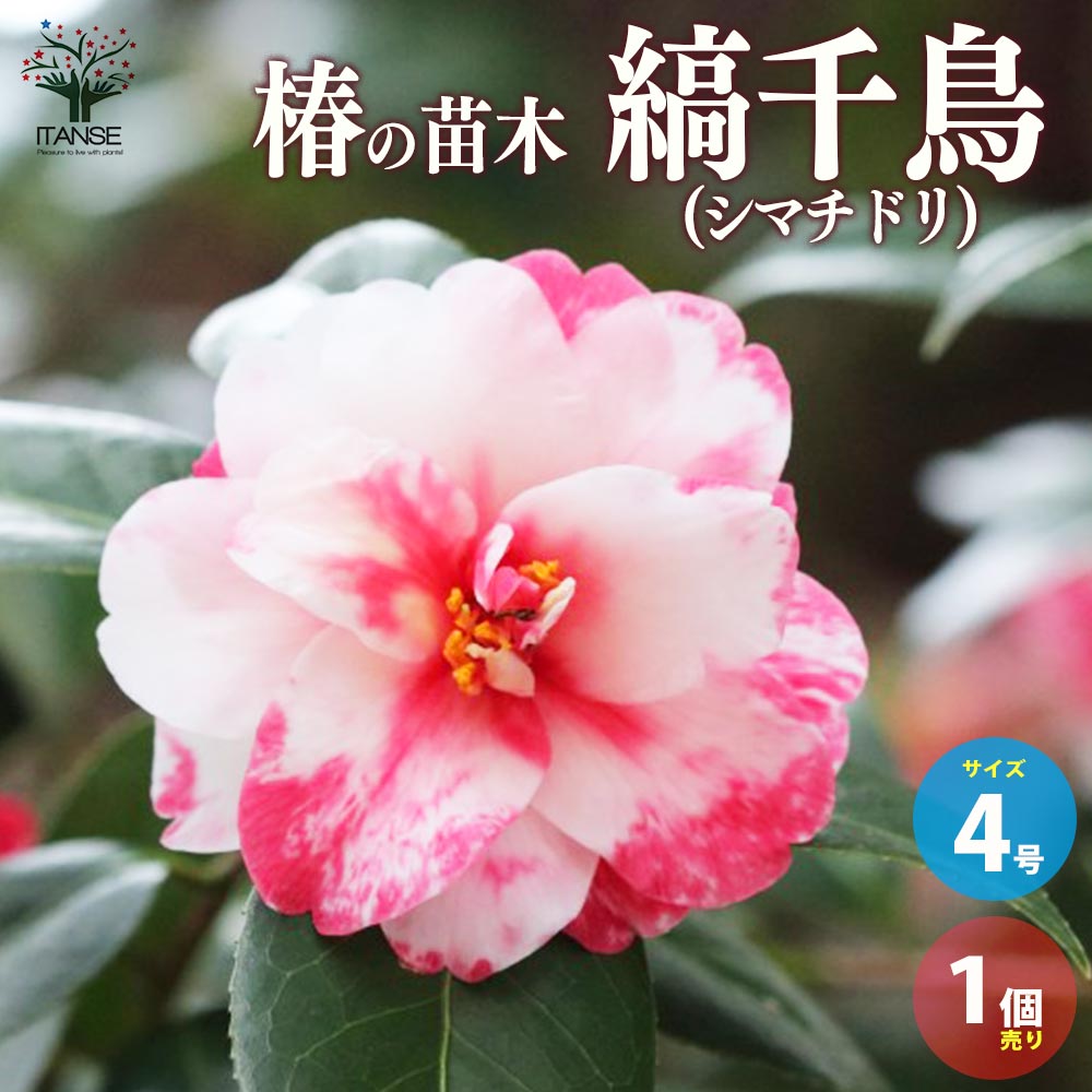 ������̵������ ( �ĥХ� ) ������ �ʼ�:����Ļ ( ���ޥ��ɥ� ) ���� 4��ݥå��� 1����� �ĥХ��� �ĥХ������� ���� �ؤ����� ����ܥ�ĥ꡼ ...