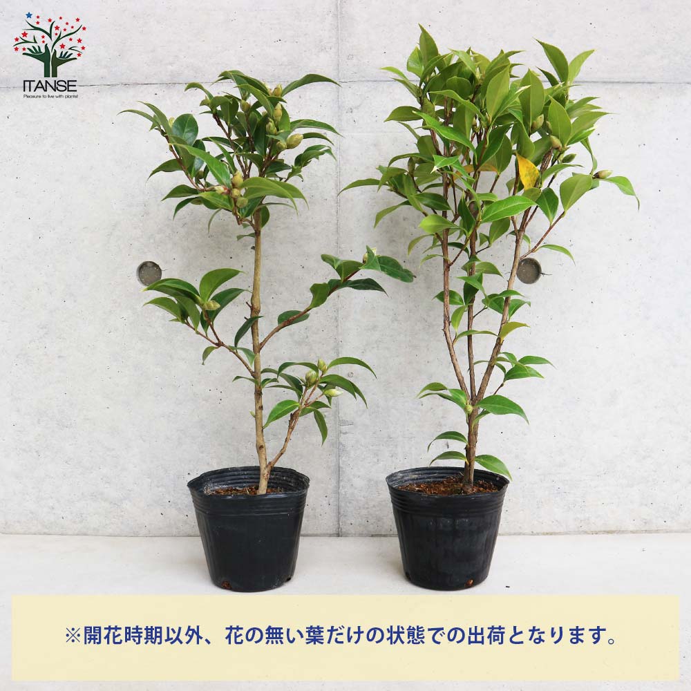 【送料無料】椿 ( ツバキ ) の苗木 品種:縞千鳥 ( シマチドリ ) 庭木 4号ポット苗 ...