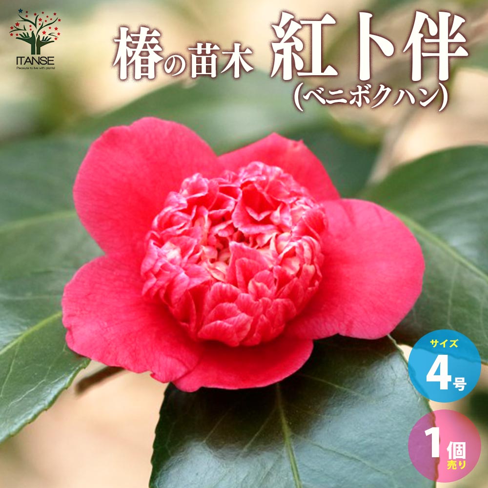 【送料無料】椿 ( ツバキ ) の苗木 品種:紅卜伴 ( ベニボクハン ) 庭木 4号ポット苗 1個売り ツバキ苗 ツバキの苗木 椿苗 椿の苗木 あつば木 艶葉木 ( つやばき ) 光沢木 ( つやき ) 花壇 日本庭園 送料無料 即納