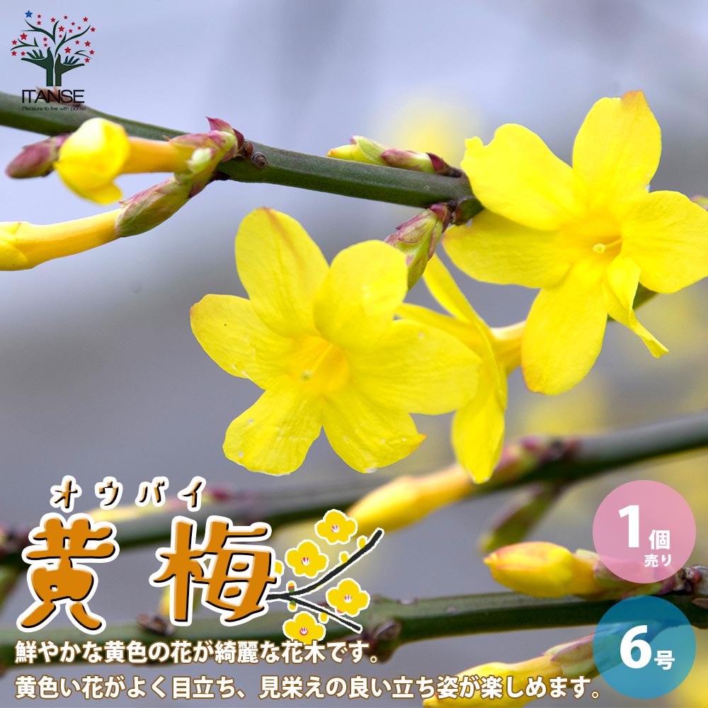 【送料無料】黄梅 ( オウバイ ) 盆栽仕立て 庭木 6号鉢 1個売り Jasminum nudiflorum 四季咲き 迎春花 げいしゅんか 記念樹 庭園樹木 常緑 送料無料 即納