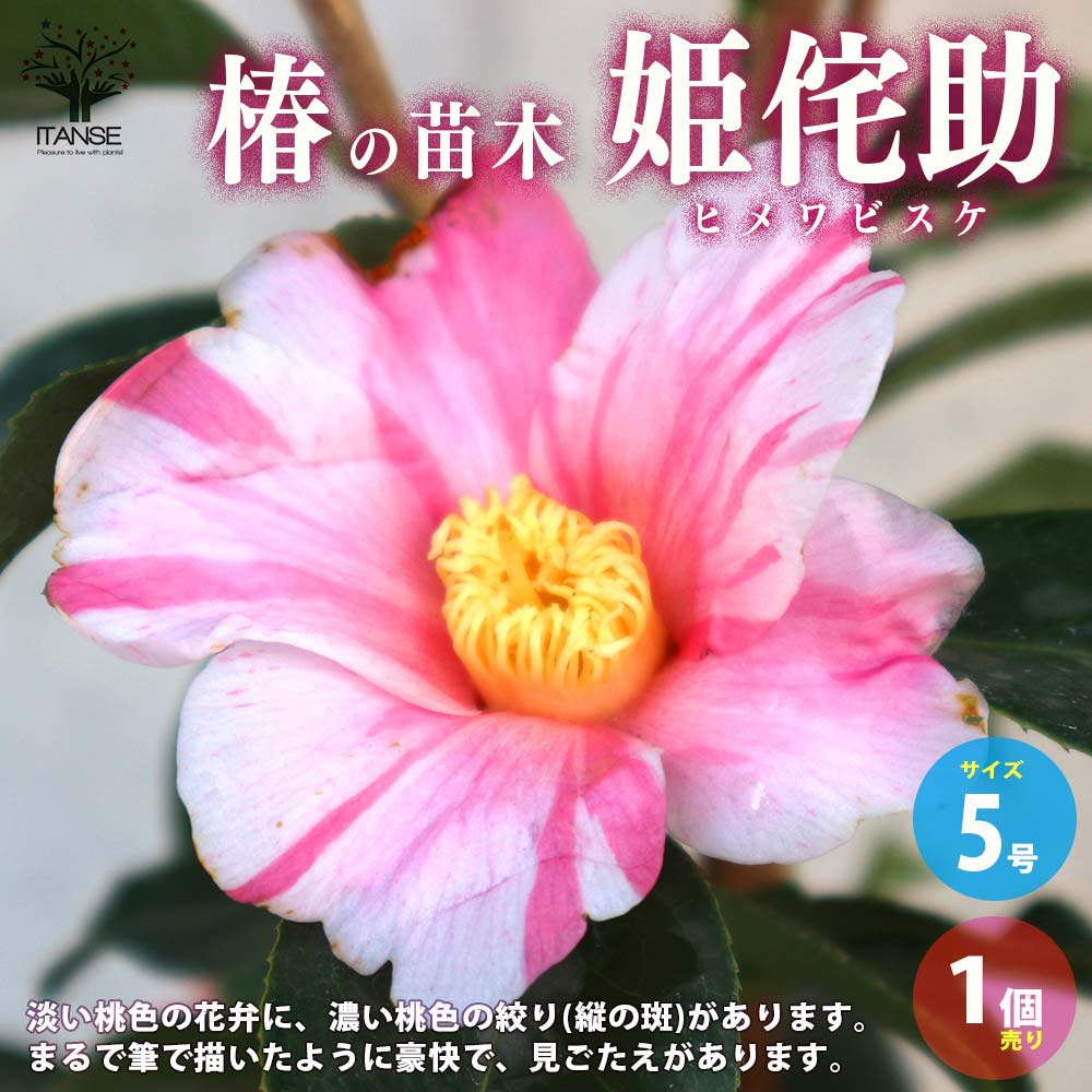 【送料無料】椿 ( ツバキ ) の苗木 品種：姫侘助 ( ヒメワビスケ ) 庭木 5号鉢 1個売り ツバキ苗 ツバキの苗木 椿苗 椿の苗木 送料無料 即納