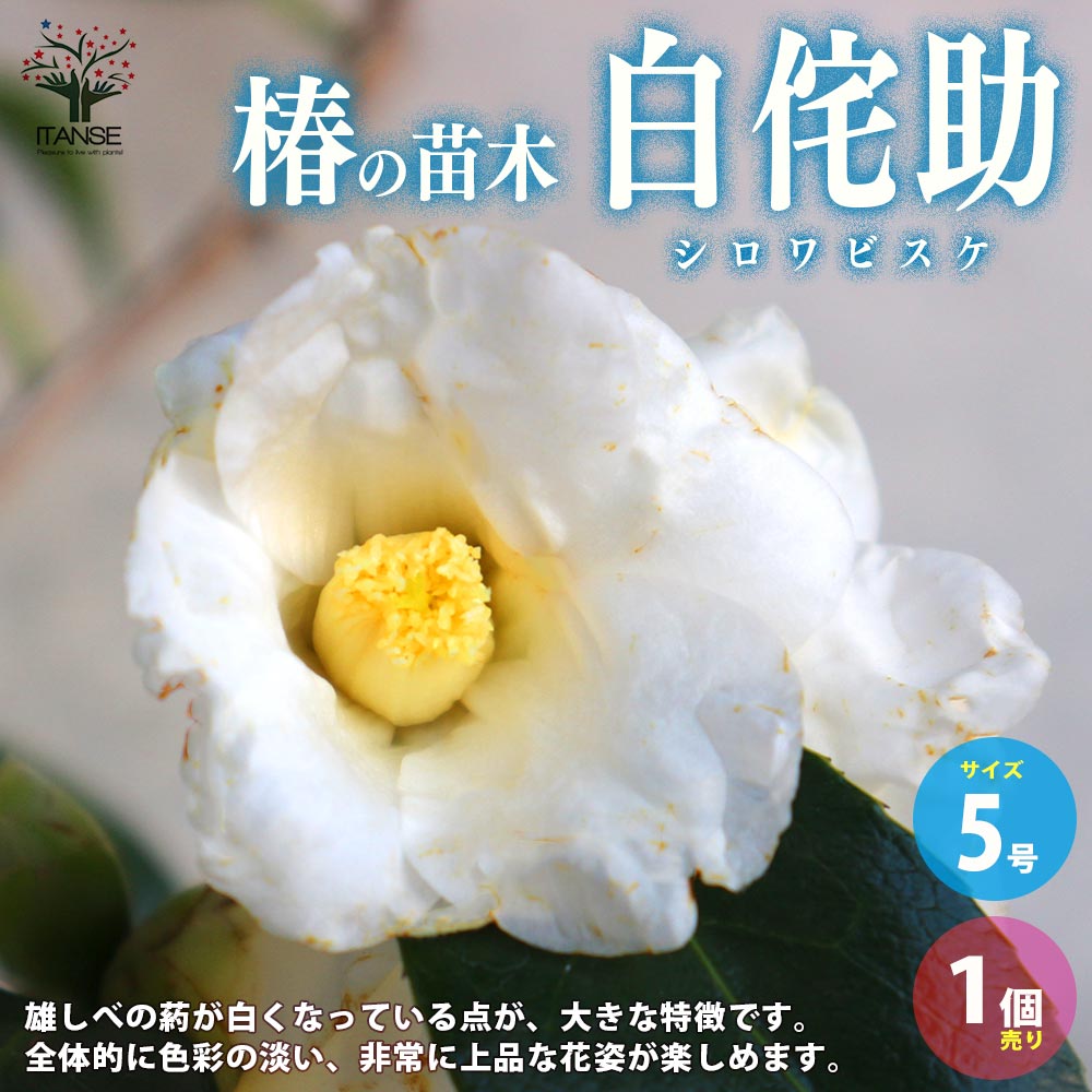 【送料無料】椿 ( ツバキ ) の苗木 品種：白侘助 ( シロワビスケ ) 庭木 5号鉢 1個売り ツバキ苗 ツバキの苗木 椿苗 椿の苗木 送料無料 即納