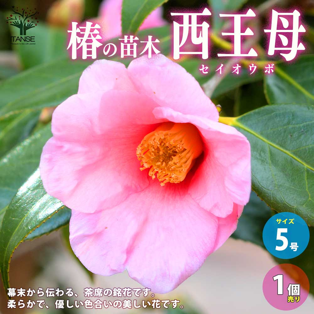 【送料無料】椿 ( ツバキ ) の苗木 品種：西王母 ( セイオウボ ) 庭木 5号鉢 1個売り ツバキ苗 ツバキの苗木 椿苗 椿の苗木 送料無料 即納