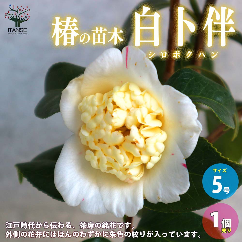 【送料無料】椿 ( ツバキ ) の苗木 品種：白卜伴 ( シロボクハン ) 庭木 5号鉢 1個売り ツバキ苗 ツバキの苗木 椿苗 椿の苗木 送料無料 即納