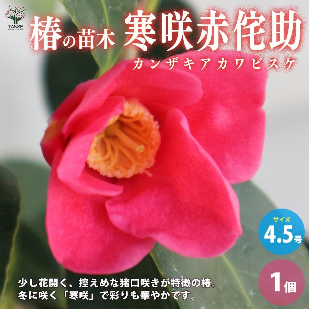 【送料無料】椿 ( ツバキ ) の苗木品種：寒咲赤侘助 ( カンザキアカワビスケ ) 庭木 4.5号ポット 1個売り ツバキ苗 ツバキの苗木 椿苗 椿の苗木 送料無料 即納