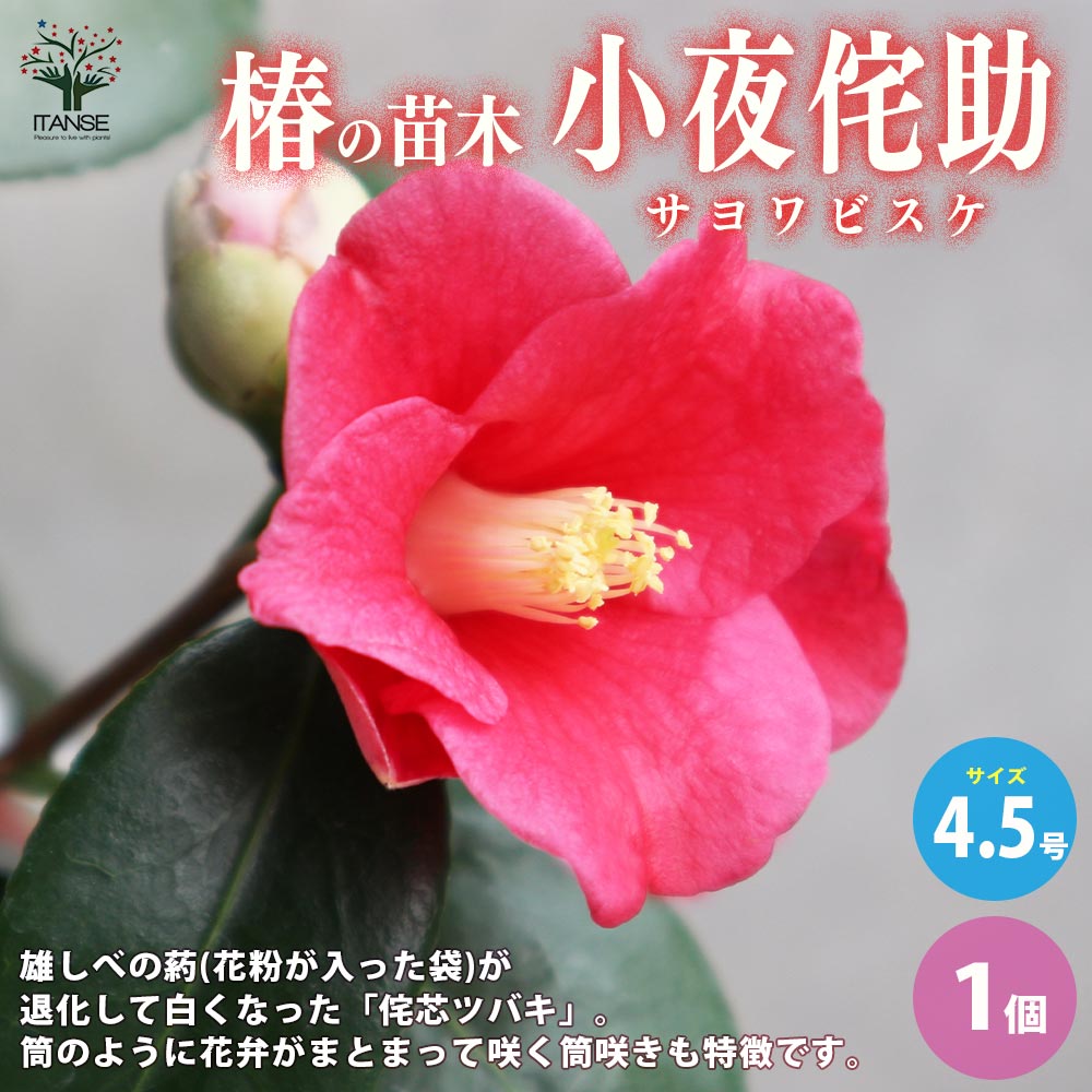 【送料無料】椿 ( ツバキ ) の苗木品種：小夜侘助 ( サヨワビスケ ) 庭木 4.5号ポット 1個売り ツバキ苗 ツバキの苗木 椿苗 椿の苗木 送料無料 即納