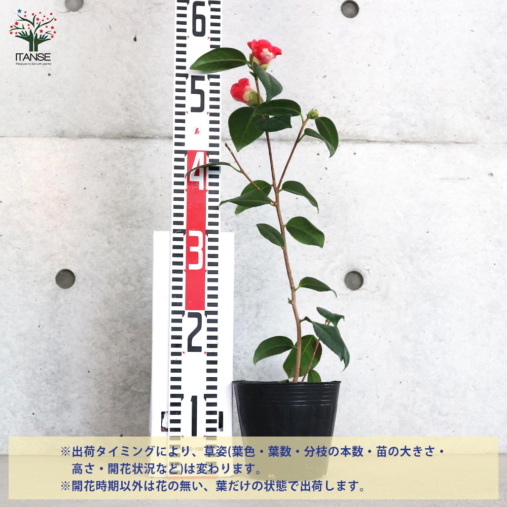 【送料無料】椿小夜侘助 ( さよわびすけ ) 庭木 4.5号鉢 1個売り ツバキ つばき ツ...