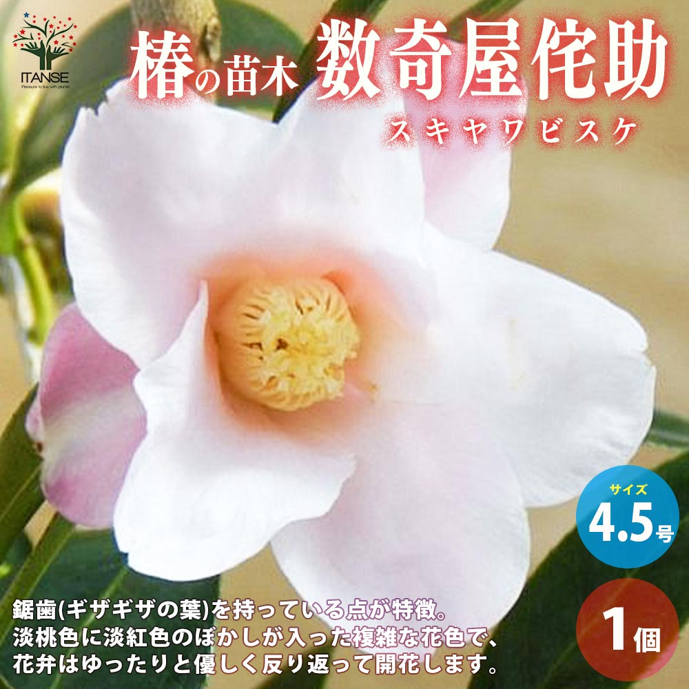 【送料無料】椿 ( ツバキ ) の苗木品種：数奇屋侘助 ( スキヤワビスケ ) 庭木 4.5号ポット 1個売り ツバキ苗 ツバキの苗木 椿苗 椿の苗木 送料無料 即納