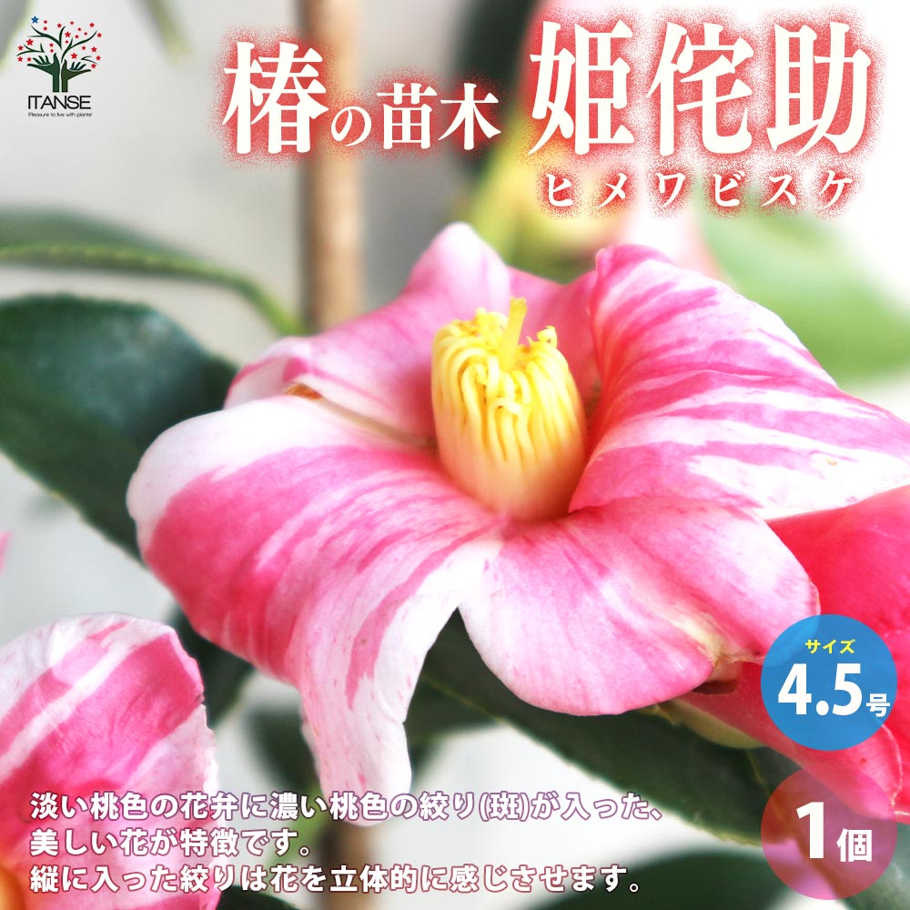 【送料無料】椿 ( ツバキ ) の苗木品種：姫侘助 ( ヒメワビスケ ) 庭木 4.5号ポット 1個売り ツバキ苗 ツバキの苗木 椿苗 椿の苗木 送料無料 即納