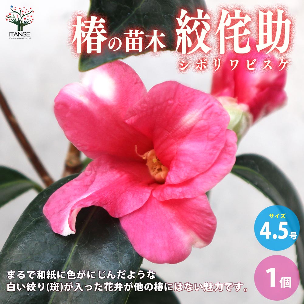 【椿の特徴】ツバキは古くから親しまれている、日本を代表する花木のひとつです。春に咲く品種が多く、花色は多彩で鮮やかです。常緑の葉にはツヤがあり、古くから日本の神事などにも使われてきました。分布する地域によって様々な種が存在し、九州〜朝鮮半島...