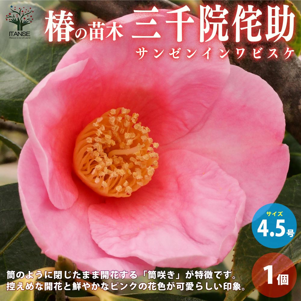 【送料無料】椿 ( ツバキ ) の苗木品種：三千院侘助 ( サンゼンインワビスケ ) 庭木 4.5号ポット 1個売り ツバキ苗 ツバキの苗木 椿苗 椿の苗木 送料無料 即納