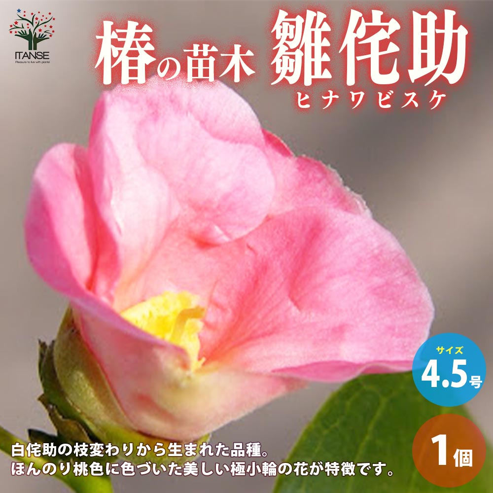 【送料無料】椿 ( ツバキ ) の苗木品種：雛侘助 ( ヒナワビスケ ) 庭木 4.5号ポット 1個売り ツバキ苗 ツバキの苗木 椿苗 椿の苗木 送料無料 即納