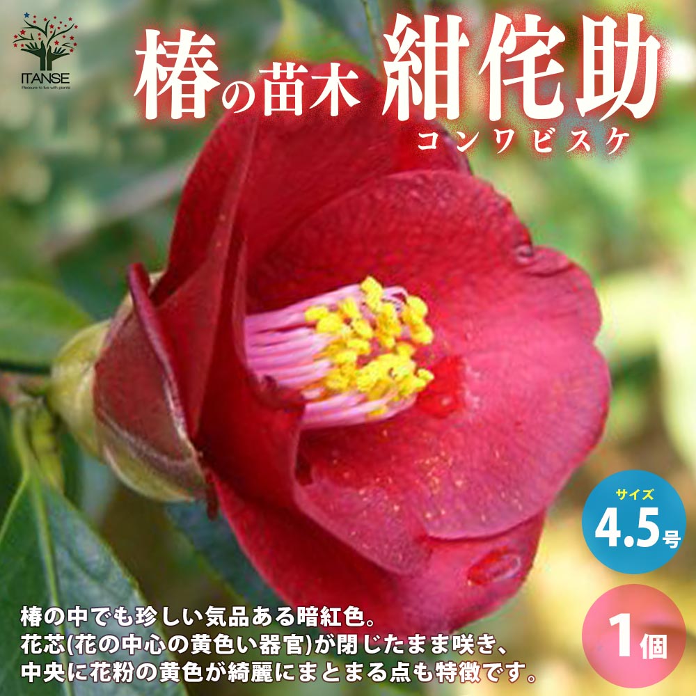 【送料無料】椿 ( ツバキ ) の苗木品種:紺侘助 ( コンワビスケ ) 庭木 4.5号ポット 1個売り ツバキ苗 ツバキの苗木 椿苗 椿の苗木 送料無料 即納