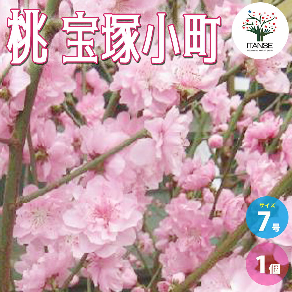 【送料無料】"宝塚小町"花桃の苗木(八重咲ピンク花) 【庭木 7号鉢／1個売り】花木苗 花木の苗 花桃 宝塚小町 ハナモモ 花桃の苗木 桃の苗 Prunus persica PVPのサムネイル