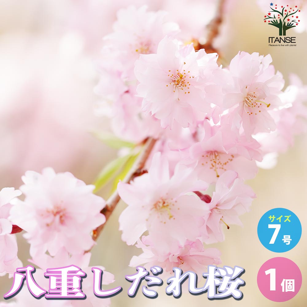 【ポイントUP★マラソン期間】八重しだれ桜 庭木 7号鉢 1個売り しだれ桜 サクラ さくら cherry blossom Cerasus spachiana 園芸品種 シンボルツリー 送料無料 即納
