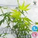【P2倍★マラソン期間中】モミジ(カエデ)の苗木 品種:置霜(オクシモ)【庭木 接木苗5号鉢/1個売り】庭木の苗 植木の苗木 ムラカエデ 濃紫 ノウシ モミジ ...