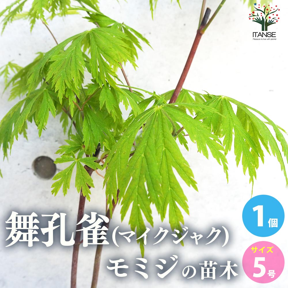 もみじ　紅葉　舞孔雀　25年目　引き取り限定　掘り出し物 楽天市場】舞孔雀もみじ苗 【もみじ】 【紅葉】 : 園芸百貨店何でも