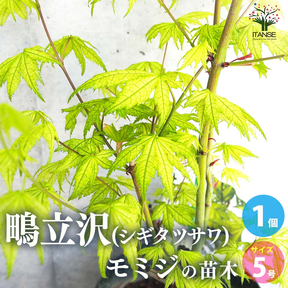 Iroha-Momiji - 【送料無料】モミジ ( カエデ ) の苗木 品種：鴫立沢 ( シギタツサワ ) 庭木 接木苗5号鉢 1個売り 庭木の苗 植木の苗木 ムラカエデ 濃紫 ノウシ モミジ 紅葉 カエデ 楓 モミジの苗 紅葉の苗 かえでの苗 もみじ 送料無料 即納