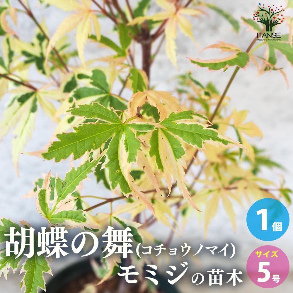 楽天市場】モミジ 舞森の通販
