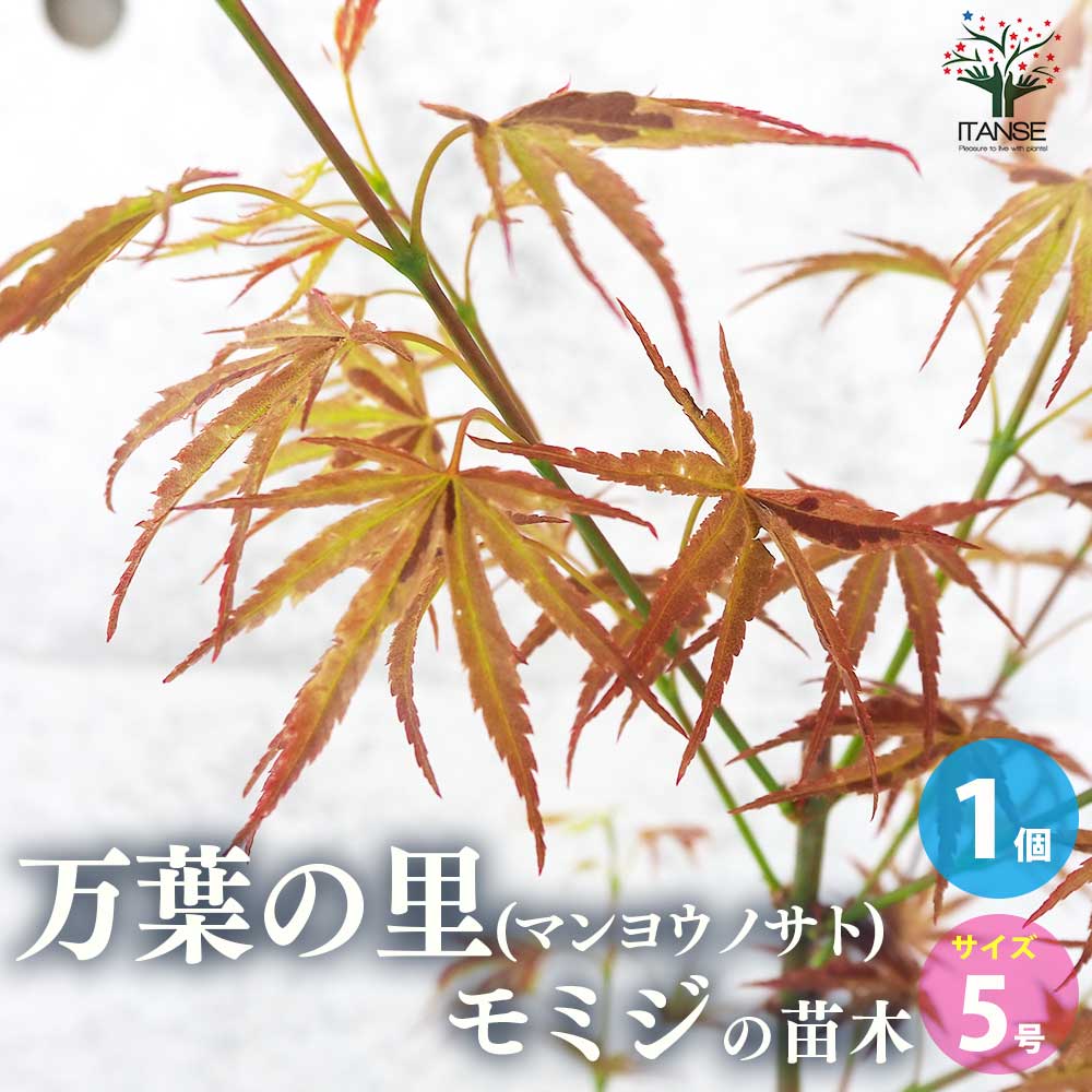 楽天市場】鴫 立沢 もみじ（種類（植物）イロハモミジ）の通販