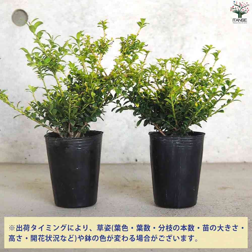 【SS期間★P5倍】金芽ツゲ ゴールデンシャワー 庭木 2.5号ポット 金芽柘植 金芽黄楊 キンメイヌツゲ 送料無料 即納