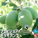 ITANSE フェイジョア トライアンフ 庭木 6号ポット 果樹苗 果樹の苗木 果樹の木 フルーツ 熱帯 送料無料 即納