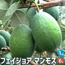 ITANSE フェイジョア マンモス 庭木 6号ポット 果樹苗 果樹の苗木 果樹の木 フルーツ 熱帯 送料無料 即納