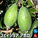 【P2倍★マラソン期間中】フェイジョア アポロ【庭木 6号ポット】果樹苗 果樹の苗木 果樹の木 フルーツ 熱帯