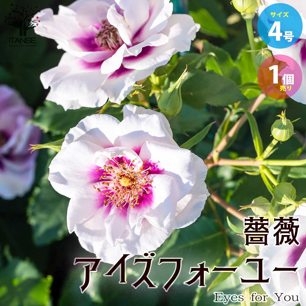 【マラソン中★ポイントUP】薔薇"アイズフォーユー" 【庭木 4号角ロング鉢／1個売り】バラ苗 バラの苗 薔薇苗 薔薇の苗 花苗 花の苗 ばら ローズ Rosa ベランダ栽培 rosegardenのサムネイル