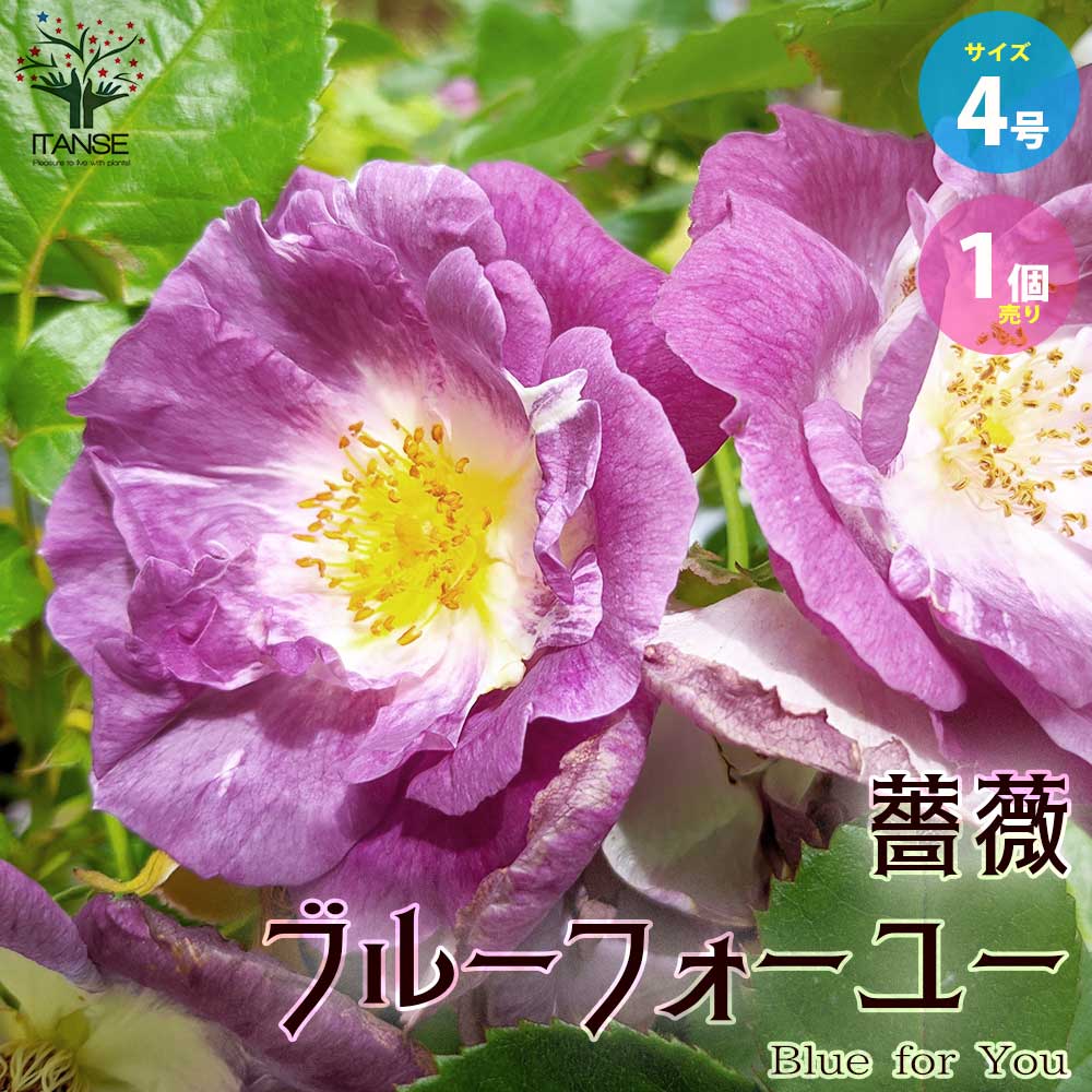【送料無料】薔薇"ブルーフォーユー" 【庭木 4号角ロング鉢／1個売り】バラ苗 バラの苗 薔薇苗 薔薇の苗 花苗 花の苗 ばら ローズ Rosa ベランダ栽培 rosegardenのサムネイル
