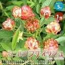 【P2倍★マラソン期間中】ミニ薔薇 ラディッシュ【庭木 5号スクエアポット/1個売り】バラ苗 バラの苗 薔薇苗 薔薇の苗 花苗 花の苗 ローズガーデン イングリ...