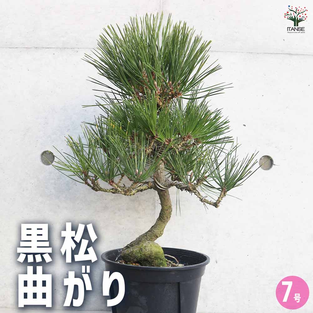 楽天市場】五葉松（植木｜ガーデニング・農業）：花・ガーデン