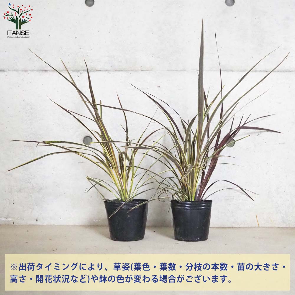 【SS期間★P5倍】コルディリネ ( コルジリネ ) バンクシー エレクトリックフラッシュ 庭木 4号ポット 観葉植物 カラーリーフ コルディリネ コルジリネ リューゼツラン リュウゼツラン キジカクシ センネンボク 千年木 送料無料 即納