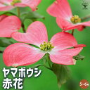 【マラソン期間★ポイント5倍】ヤマボウシ赤花 花苗 5〜6号ポット 1個売り ヤマボウシ苗 ヤマボウシの苗 ヤマボウシの苗木 フラワー 花苗 苗木 花木 植木 ...