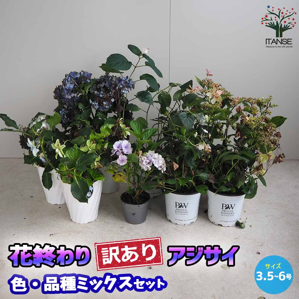 ������̵���۲ֽ���������ꥢ������ �ֿ� �ʼ�ߥå��� ���� 3.5��6��ȭ ���� ���ڤ��� �֤��� �������� �������� ���۲� ����̵�� ¨Ǽ