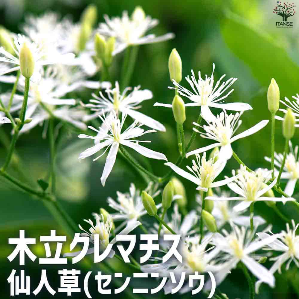 商品画像1