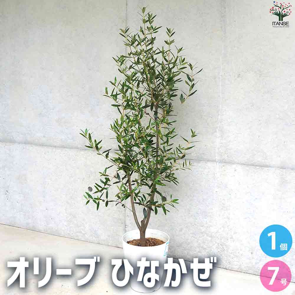 【送料無料】オリーブひなかぜ【多肉植物 白テーパード鉢7号】オリーブの実 植木 シンボルツリー 食用 苗